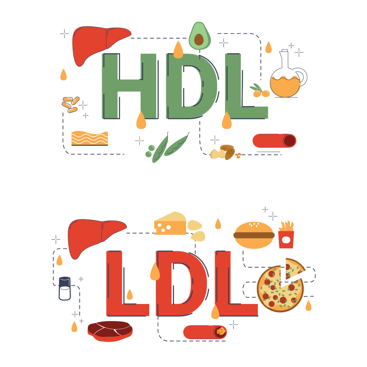 cholesterin HDL LDL