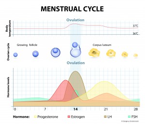 Hormone