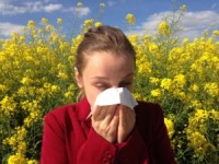 Rapsfeld Allergie